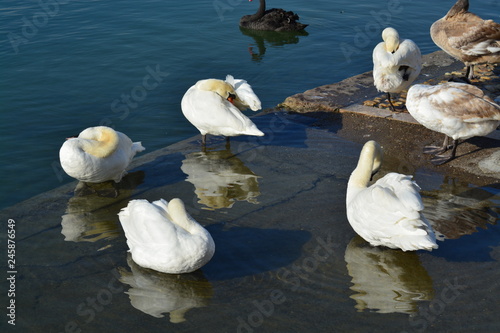 Cisnes en el rio de lyon