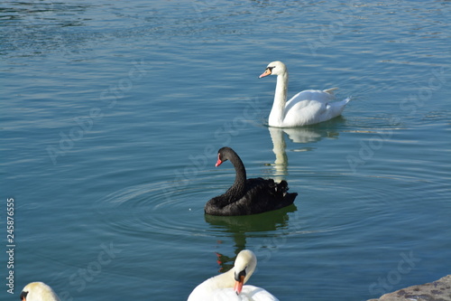 Cisnes en el rio de lyon