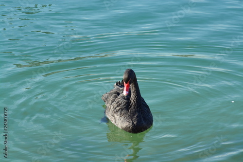 Cisnes en el rio de lyon