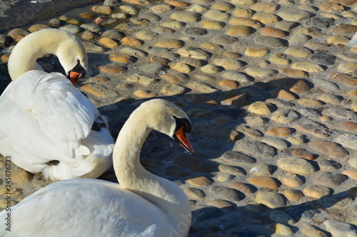 Cisnes en el rio de lyon photo