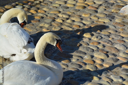 Cisnes en el rio de lyon
