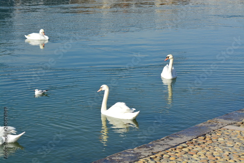 Cisnes en el rio de lyon