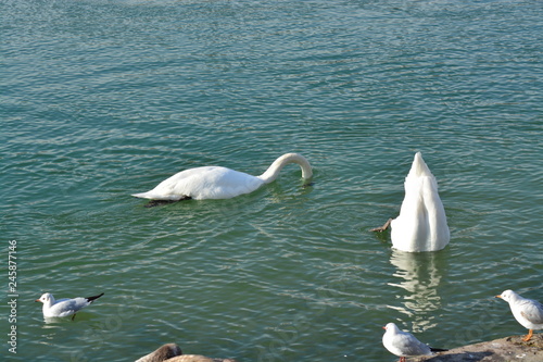 Cisnes en el rio de lyon