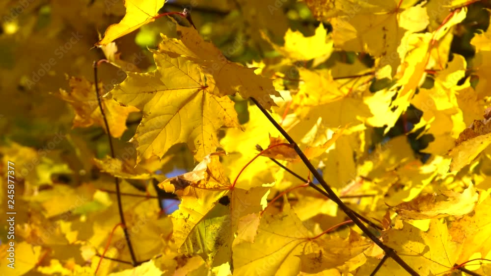 Beautiful autumn maples in forest. Autumn landscape. Fall scene. Autumn ornament, red-yellow maple leaves in the park Beautiful autumn maples in forest. Autumn landscape. Fall scene. Autumn ornament, red-yellow maple leaves in the park