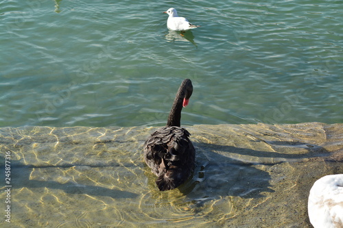 Cisnes en el rio de lyon photo