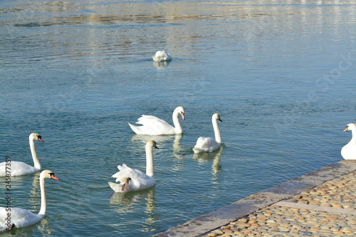 Cisnes en el rio de lyon