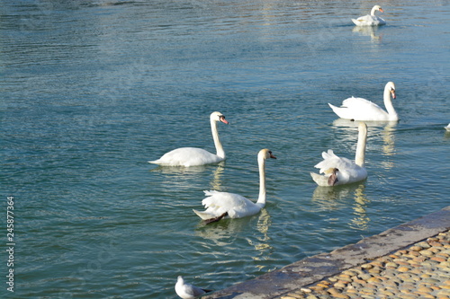Cisnes en el rio de lyon
