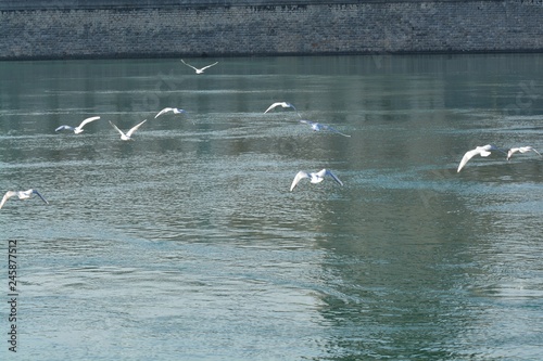 Cisnes en el rio de lyon