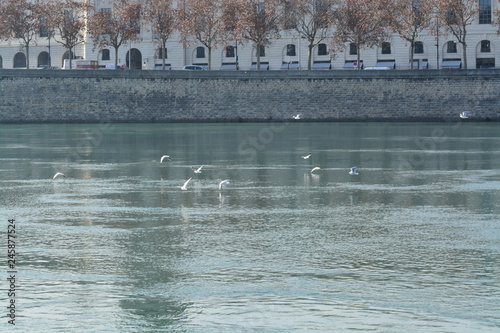 Cisnes en el rio de lyon