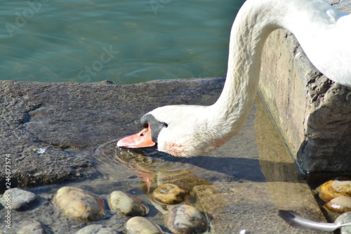 Cisnes en el rio de lyon