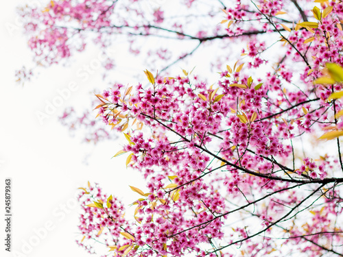 Beautiful cherry blossoms