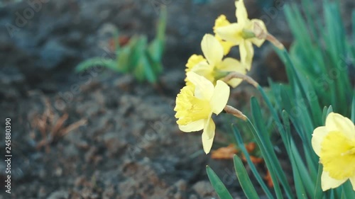 Yellow flower dafodills bulb petals. Garden spring plant photo