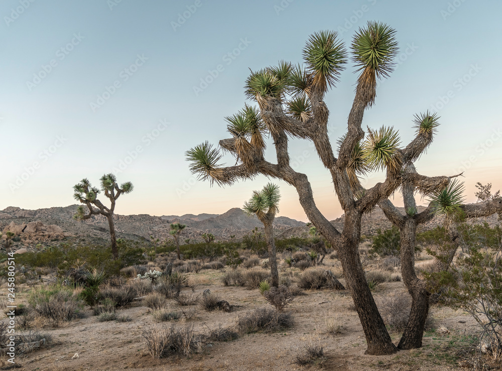 Fototapeta premium Joshua Trees at Dusk