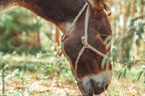 donkey in the forest photo