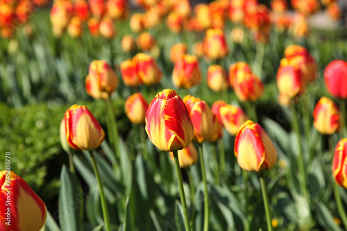 Red and yellow Tulips in a garden in Madrid Spain.