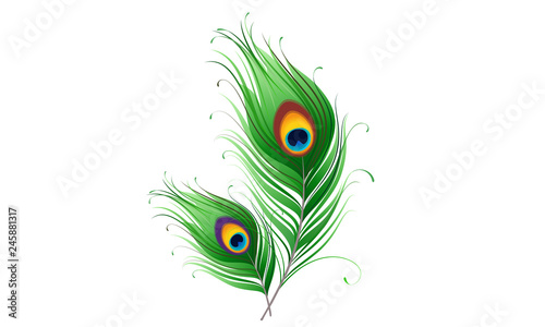 Peacock feather on a white background. Vector Illustration