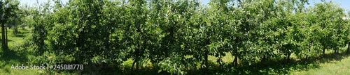 Apple trees in a row, in an apple-tree plantation. Panoramic picture taken in the sunshine. The fruits are not ripe yet © Gerfried
