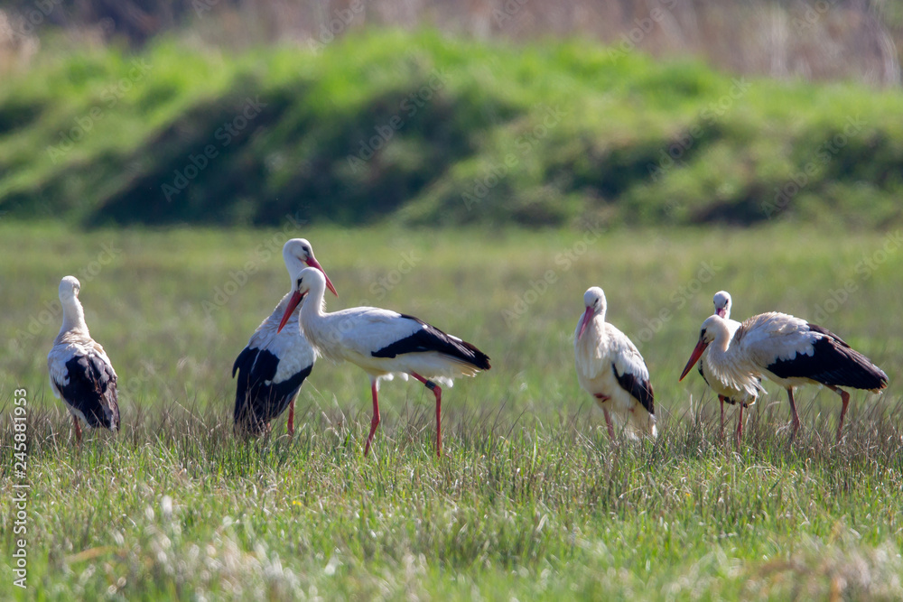 A group of White Storks (Ciconia ciconia) on a meadow in the nature reserve Moenchbruch near Frankfurt, Germany. A group of White Storks (Ciconia ciconia) on a meadow in the nature reserve Moenchbruch near Frankfurt, Germany.