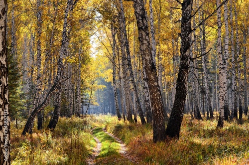 Fototapeta Naklejka Na Ścianę i Meble -  Autumn in the Ural forest