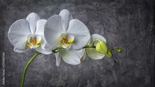 Fototapeta Naklejka Na Ścianę i Meble -  Branch with white orchid flowers on gray concrete