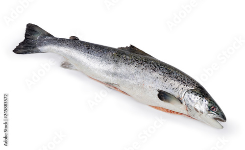 Uncooked gutted salmon on a white background