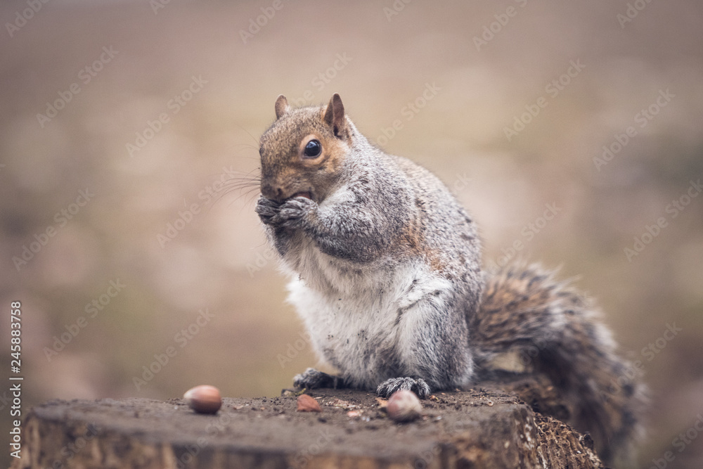 Obraz premium a grey squirrel in a park