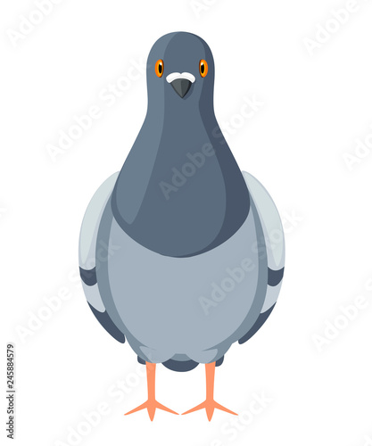 Pigeon bird stay, front view. Flat cartoon character design. Colorful bird icon. Cute pigeon template. Vector illustration isolated on white background