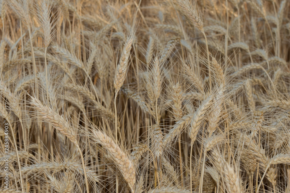 Field of ripening grain, barley, rye or wheat in summer, solid background. Agriculture.Ukraine. Copy space Field of ripening grain, barley, rye or wheat in summer, solid background. Agriculture.Ukraine. Copy space