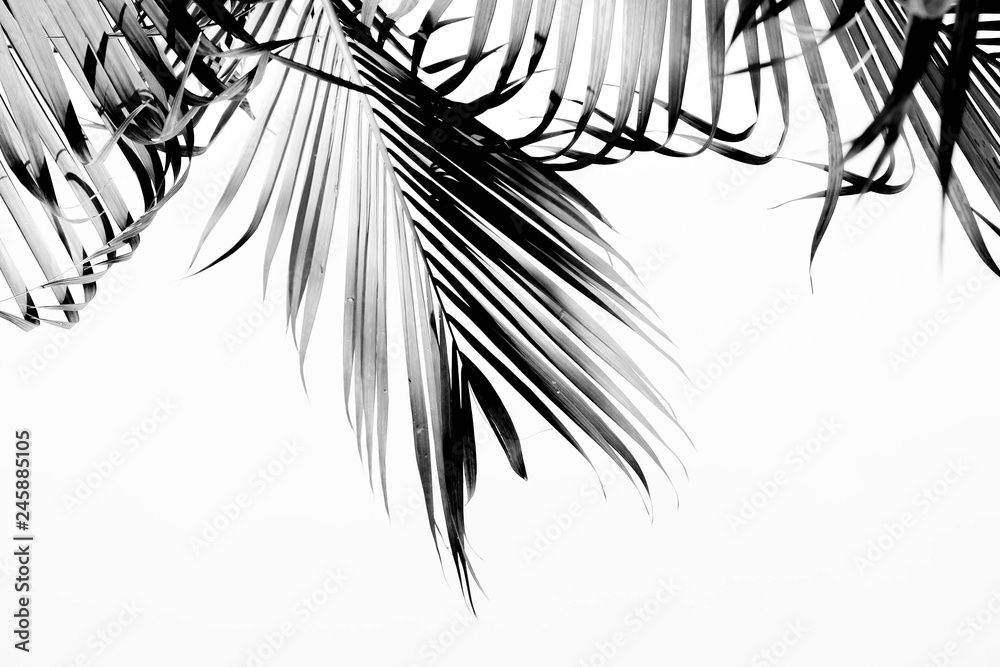 Fototapeta premium Palm leaves closeup - monochrome