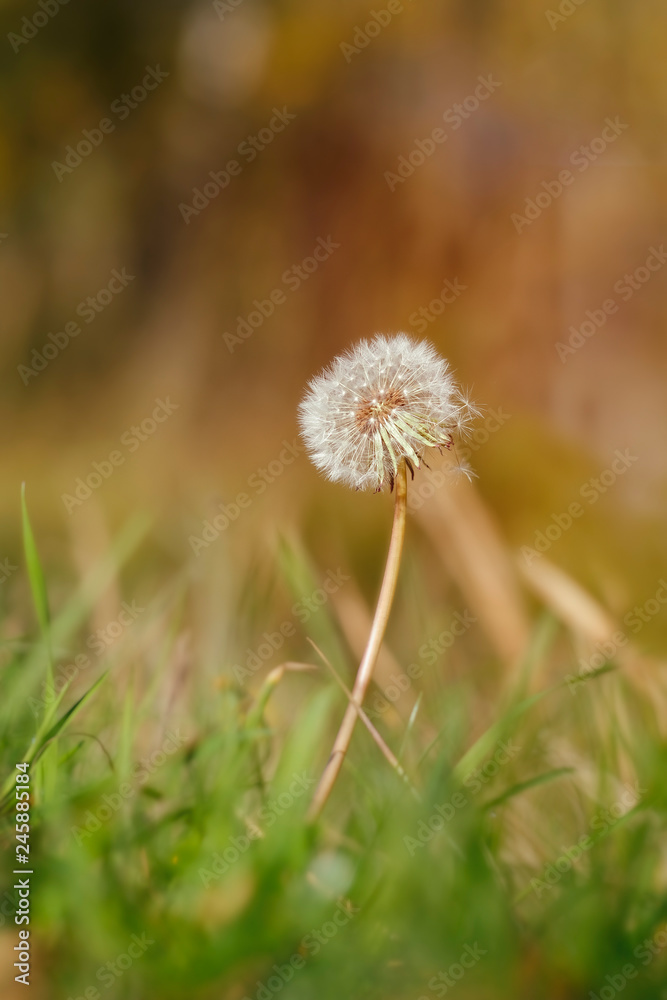 Löwenzahn - Pusteblume mit herbstlichen Farben in einer Makroaufnahme Löwenzahn - Pusteblume mit herbstlichen Farben in einer Makroaufnahme