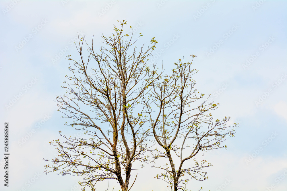 beautiful big tree on blue sky background beautiful big tree on blue sky background