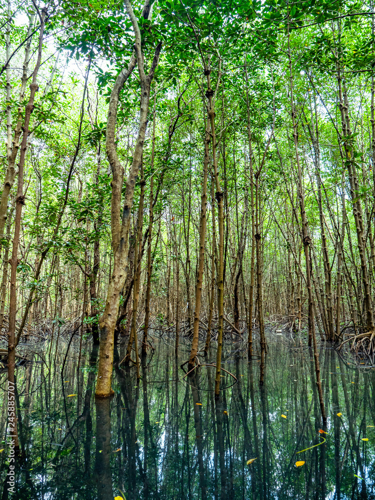 Mangrove forest Mangrove forest