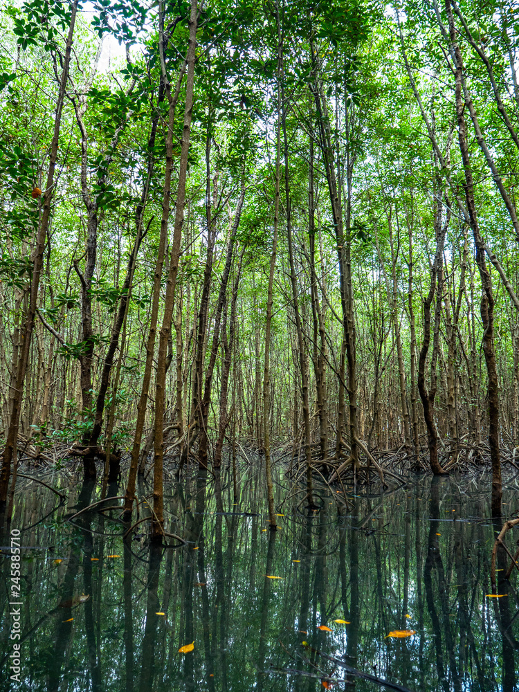 Mangrove forest