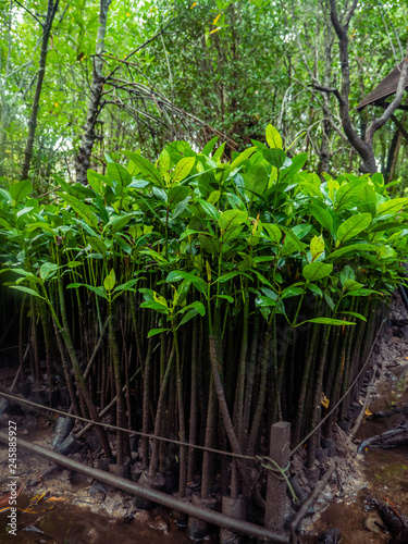 a little Mangrove