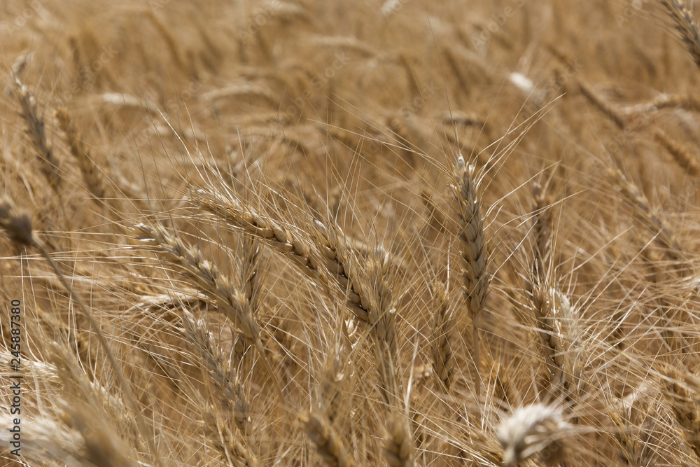 Field of ripening grain, barley, rye or wheat in summer, solid background. Agriculture.Ukraine. Copy space Field of ripening grain, barley, rye or wheat in summer, solid background. Agriculture.Ukraine. Copy space