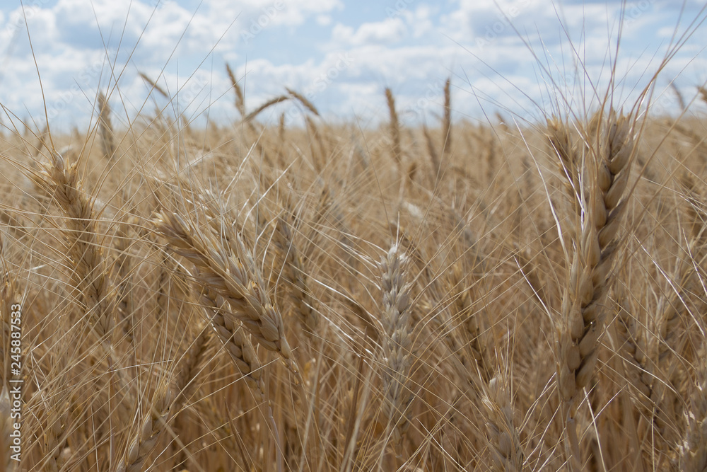 Fototapeta premium Ears of wheat or rye against the sky. Place for text. Agriculture. Ukraine