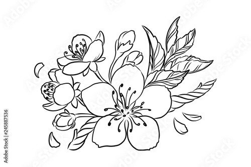 Cherry Blossom Vector Lineart Illustration. Sakura Spring hand drawn Sketch for seasonal promo, sale, romantic greeting card, poster, banner, printing. Floral pattern isolated without background