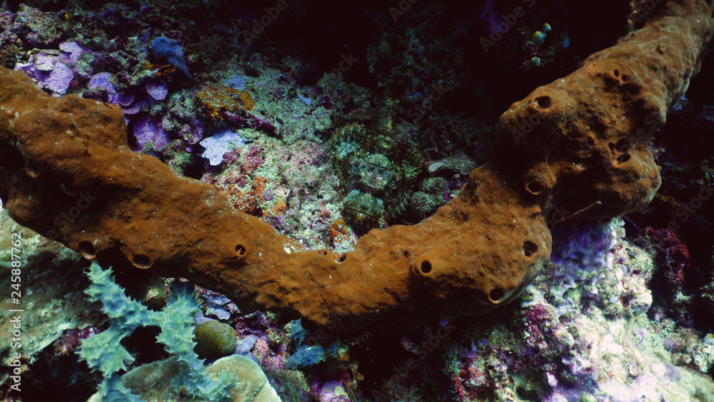 Fototapeta premium Stonefish lying on bottom. Scorpion fish Synanceia verrucosa Dive, underwater world, corals and tropical fish. Diving and snorkeling in the tropical sea.