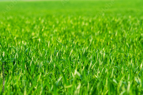 Fresh spring grass on the field - background