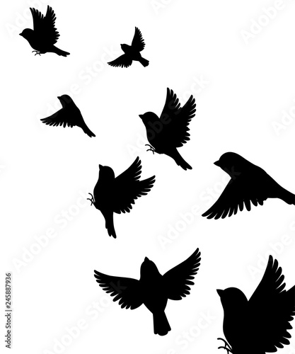 Abstract illustration of many sparrow bird flying up. Black silhouette. Bird fly to the top. Vector illustration on white background