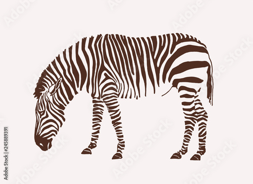 Graphical zebra ,vintage background,vector illustration for tattoo and printing