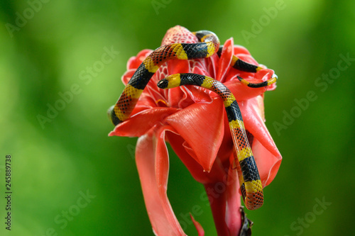 Costa Rican coral snake common snake distributed from the east and southeastern Caribbean in Nicaragua to Caribbean in Panama. In Costa Rica it is found in tropical and subtropical rainforests photo