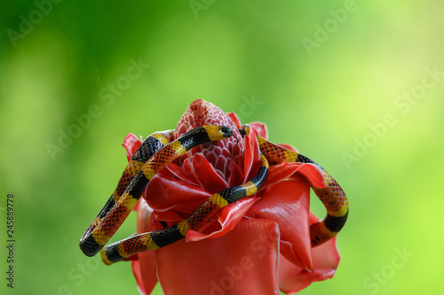 Costa Rican coral snake common snake distributed from the east and southeastern Caribbean in Nicaragua to Caribbean in Panama. In Costa Rica it is found in tropical and subtropical rainforests photo