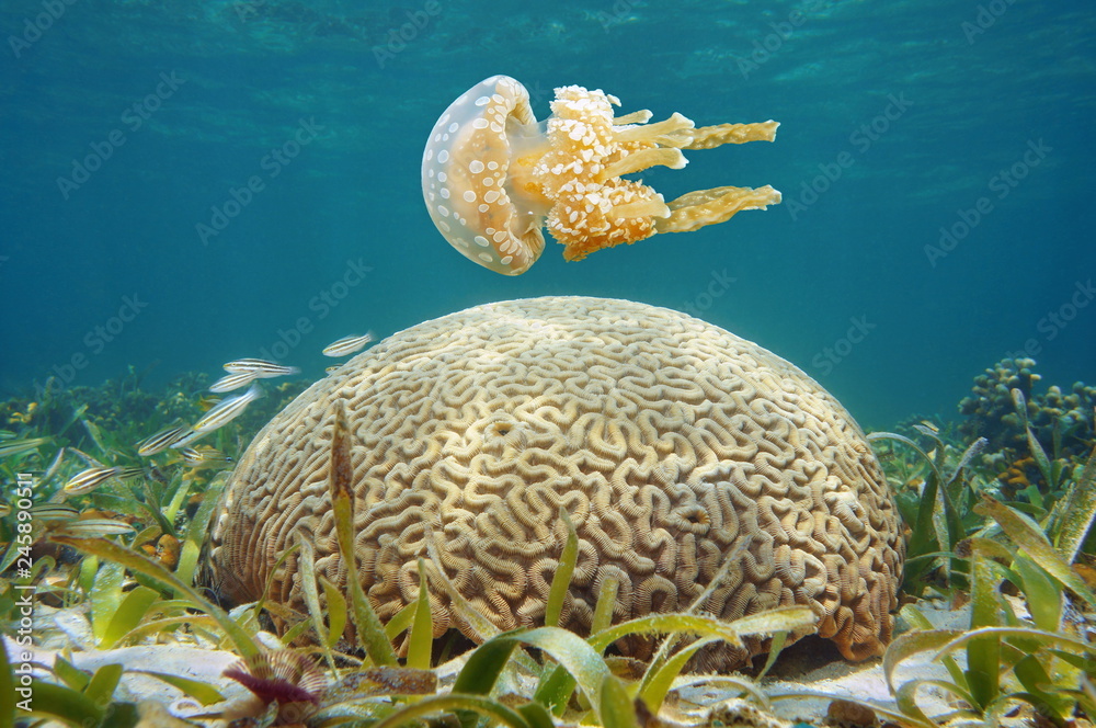 Fototapeta premium Podwodne meduzy i koralowce mózgowe na Morzu Karaibskim