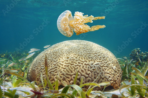 Underwater spotted jellyfish and brain coral in the Caribbean sea