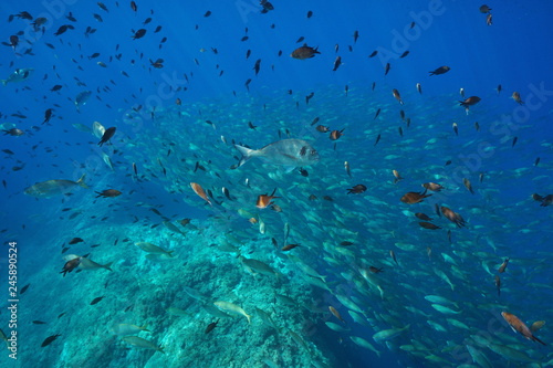 Underwater school of fish in the Mediterranean sea, France photo