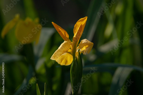 Spring flower and nature