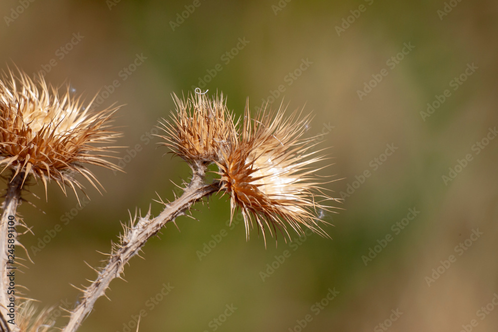 Spring flower and nature