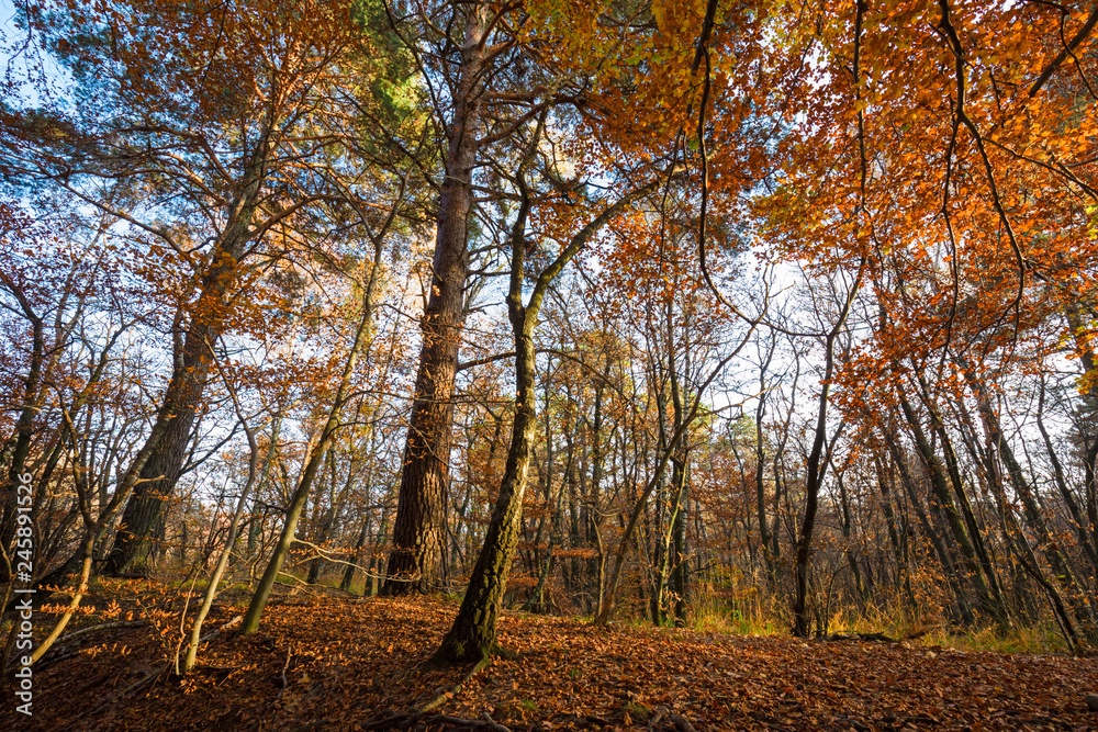 Panoramic view of the forest, with its bright colors, in an autumn afternoon. Panoramic view of the forest, with its bright colors, in an autumn afternoon.