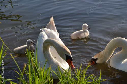 couple de cygnes et leurs bébés, cigneau, cignet, cygnon photo